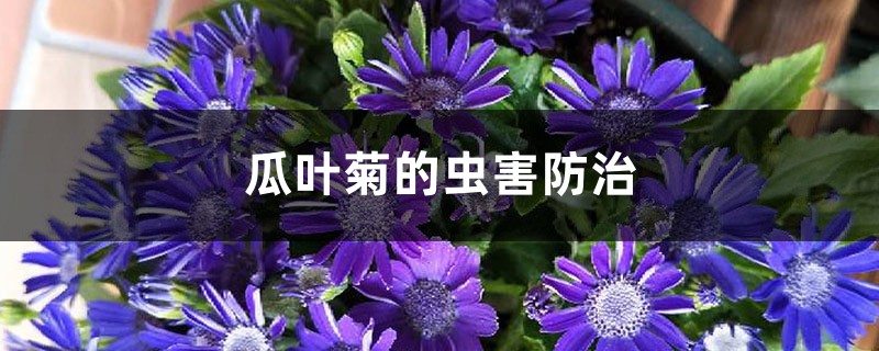 瓜葉菊的蟲害防治