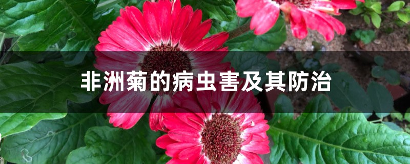 非洲菊的病蟲害及其防治