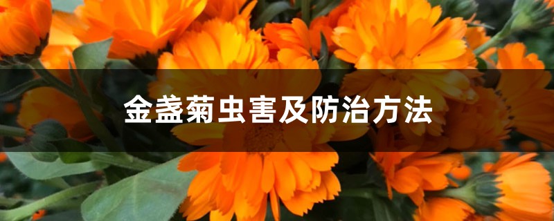 金盞菊蟲害及防治方法