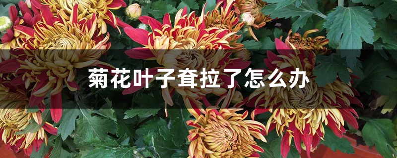 菊花葉子耷拉了怎么辦