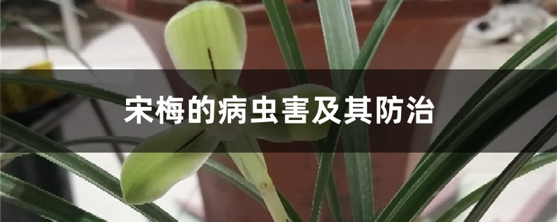 宋梅的病蟲害及其防治