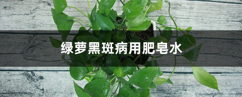 綠蘿黑斑病用肥皂水嗎