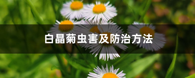 白晶菊蟲害及防治方法