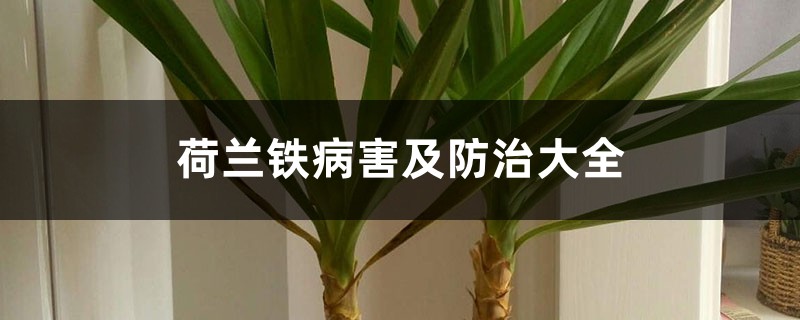 荷蘭鐵病害及防治大全