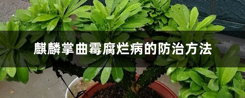 麒麟掌曲霉腐爛病的防治方法