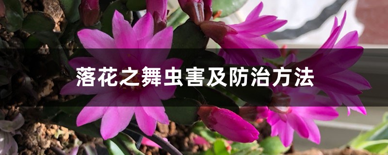 落花之舞蟲害及防治方法