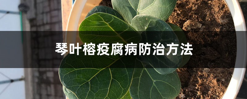 琴葉榕疫腐病防治方法