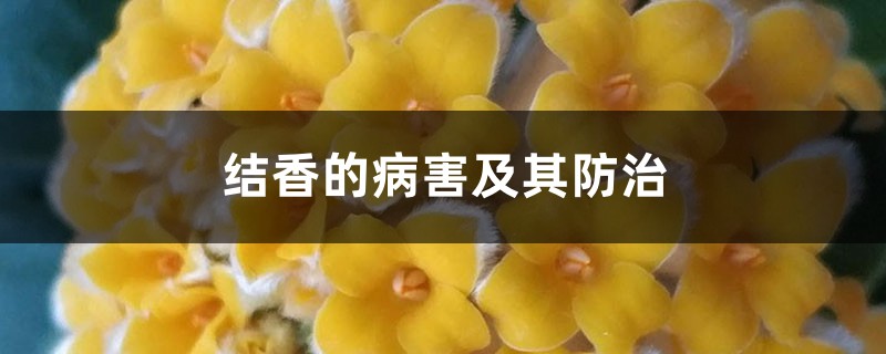 結(jié)香的病害及其防治