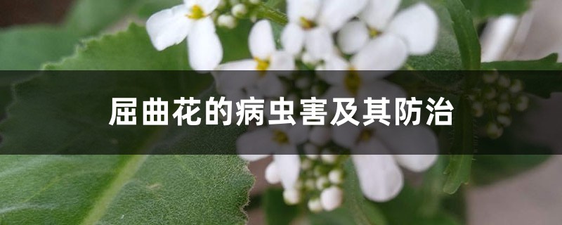 屈曲花的病蟲害及其防治