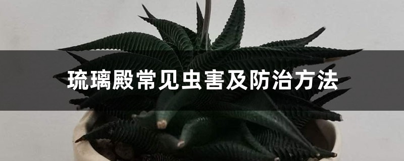 琉璃殿常見蟲害及防治方法