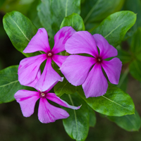 鳳仙花簡(jiǎn)介