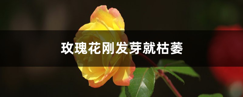 玫瑰花剛發(fā)芽就枯萎的原因