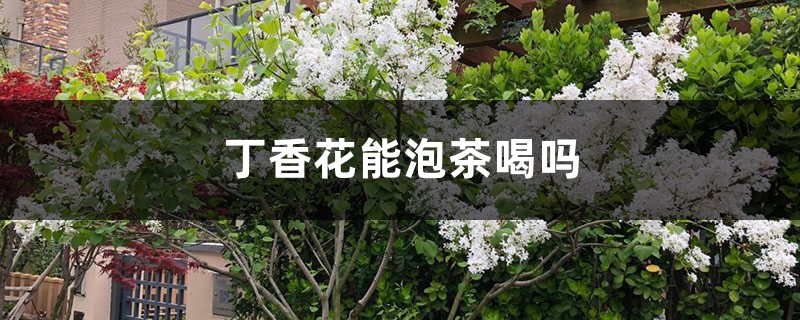 丁香花能泡茶喝嗎，丁香花泡茶喝的好處