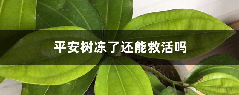 平安樹凍了還能救活嗎