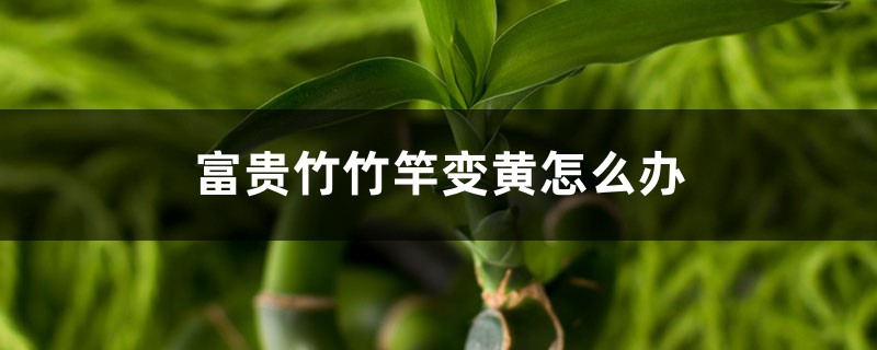 富貴竹竹竿變黃怎么辦