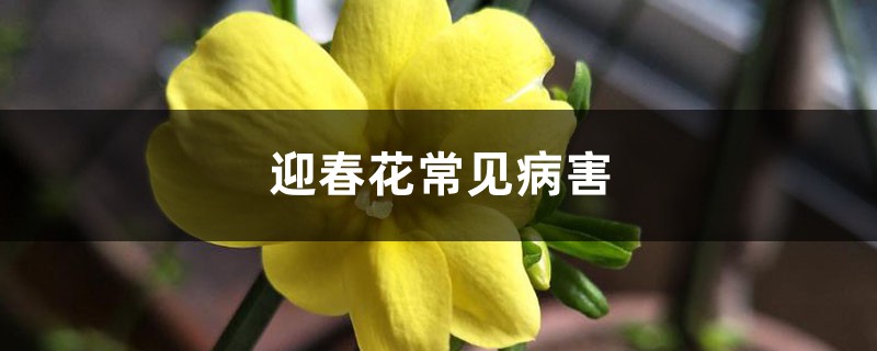 迎春花常見病害