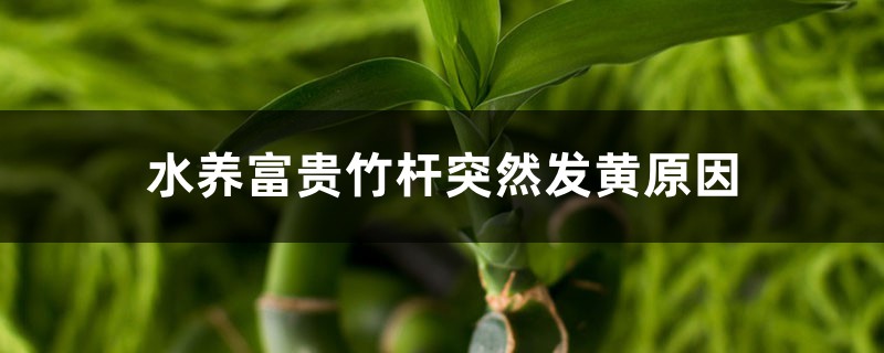 水養(yǎng)富貴竹桿突然發(fā)黃，不要慌，1招就變綠