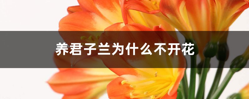 養(yǎng)君子蘭為什么不開花