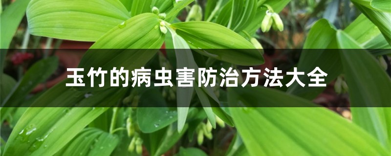 玉竹的病蟲害防治方法大全