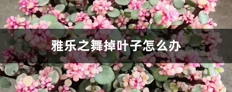 雅樂之舞掉葉子怎么辦，葉子有點(diǎn)蔫怎么處理