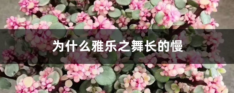 為什么雅樂之舞長(zhǎng)的慢，生長(zhǎng)季是什么