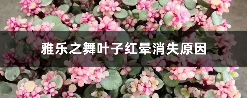 雅樂之舞葉子紅暈消失，葉子變綠怎么辦