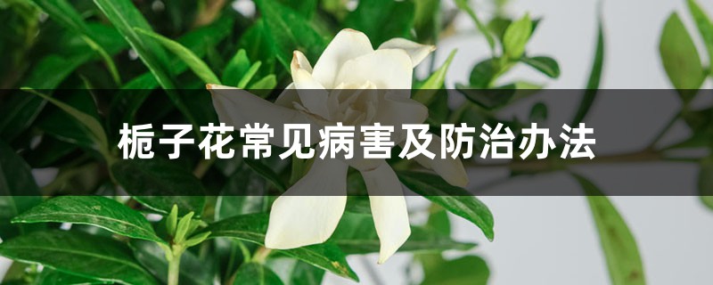 梔子花常見(jiàn)病害及防治辦法