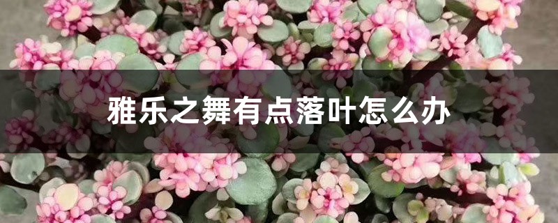 雅樂之舞有點(diǎn)落葉怎么辦