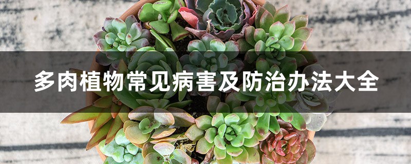 多肉植物常見(jiàn)病害及防治辦法大全