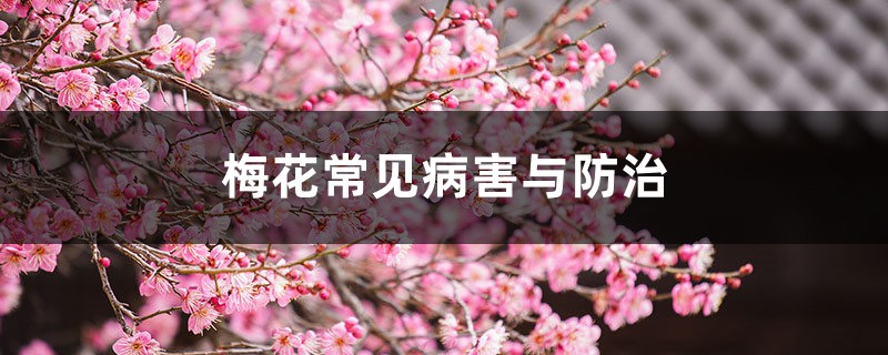 梅花常見(jiàn)病害與防治