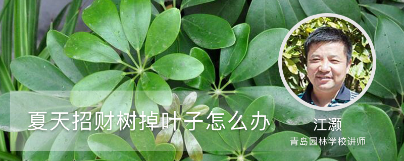 夏天招財(cái)樹掉葉子怎么辦