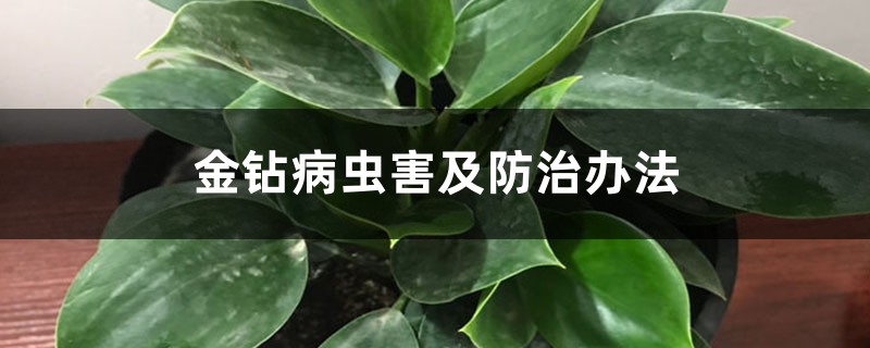 金鉆病蟲害及防治辦法