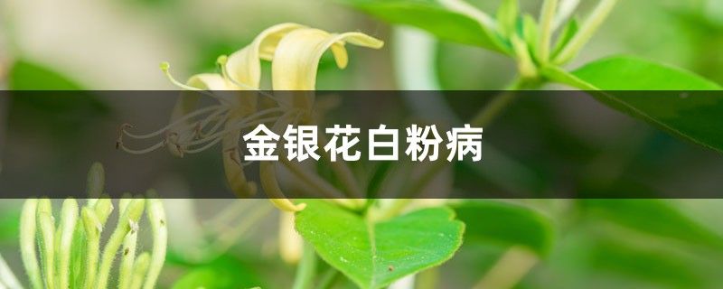 金銀花白粉病