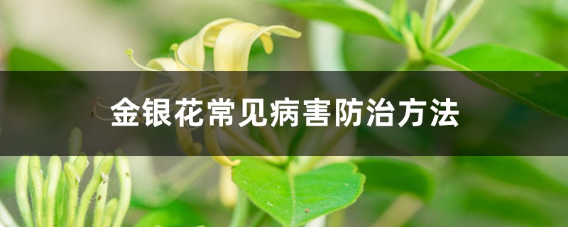 金銀花常見(jiàn)病害防治方法