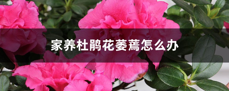 家養(yǎng)的杜鵑花萎蔫了怎么辦