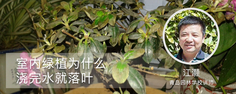 室內(nèi)綠植為什么澆完水就落葉