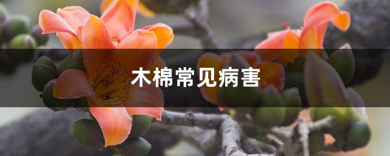 木棉常見病害