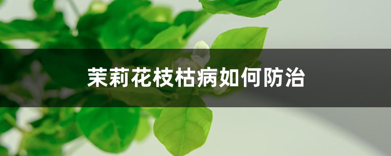 茉莉花枝枯病如何防治