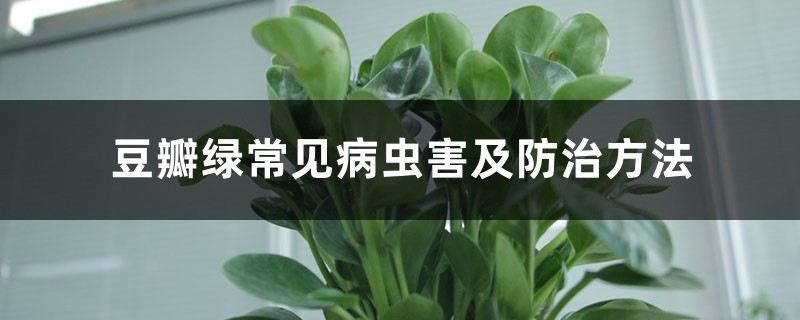 豆瓣綠常見(jiàn)病蟲(chóng)害及防治方法