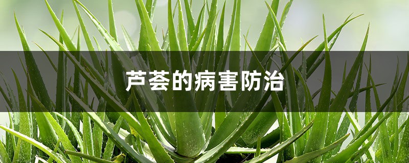 蘆薈的病害防治