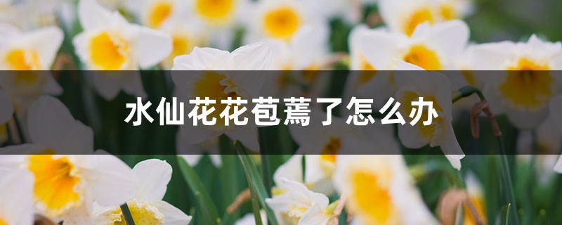 水仙花花苞蔫了怎么辦