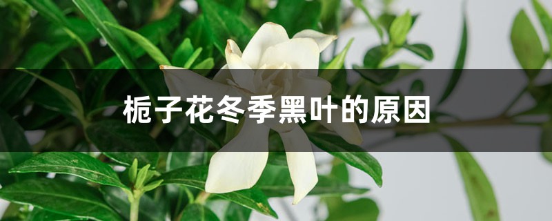 梔子花冬季黑葉的原因