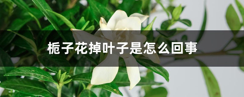 梔子花掉葉子怎么回事