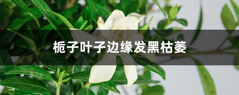 梔子花葉子邊緣發(fā)黑枯萎怎么辦