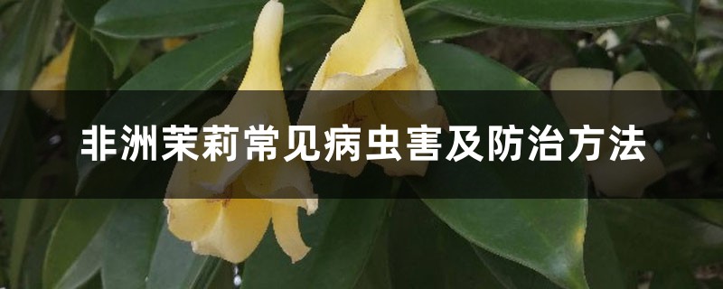 非洲茉莉常見(jiàn)病蟲(chóng)害及防治方法