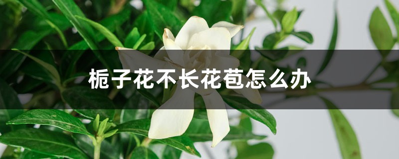 梔子花不長(zhǎng)花苞怎么辦