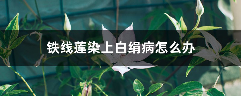 鐵線蓮染上白絹病怎么辦