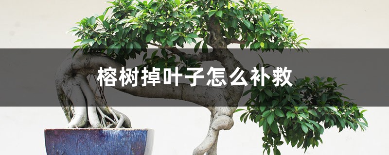 榕樹掉葉子怎么補(bǔ)救