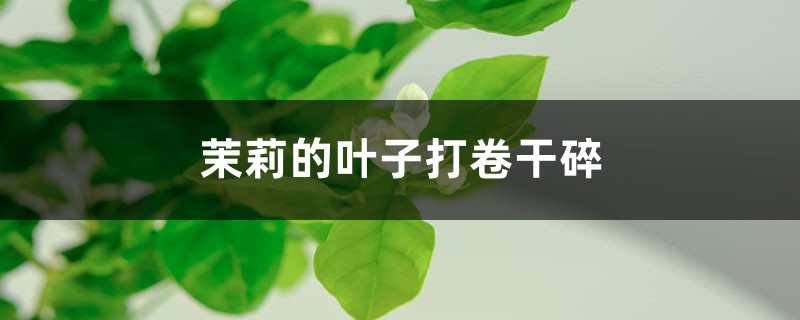 茉莉的葉子打卷干碎怎么辦