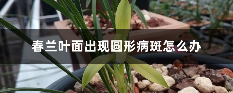 春蘭葉面出現(xiàn)圓形病斑怎么辦